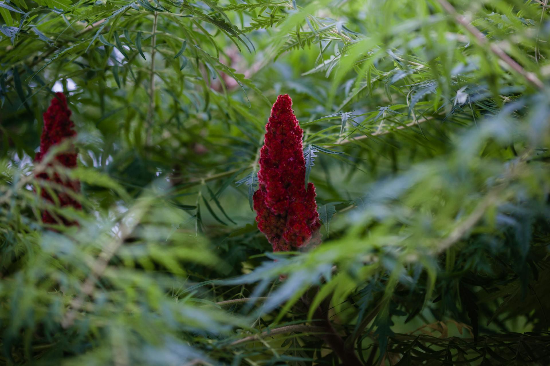 Close-up of a Staghorn Sumac - Crimson coloured spice